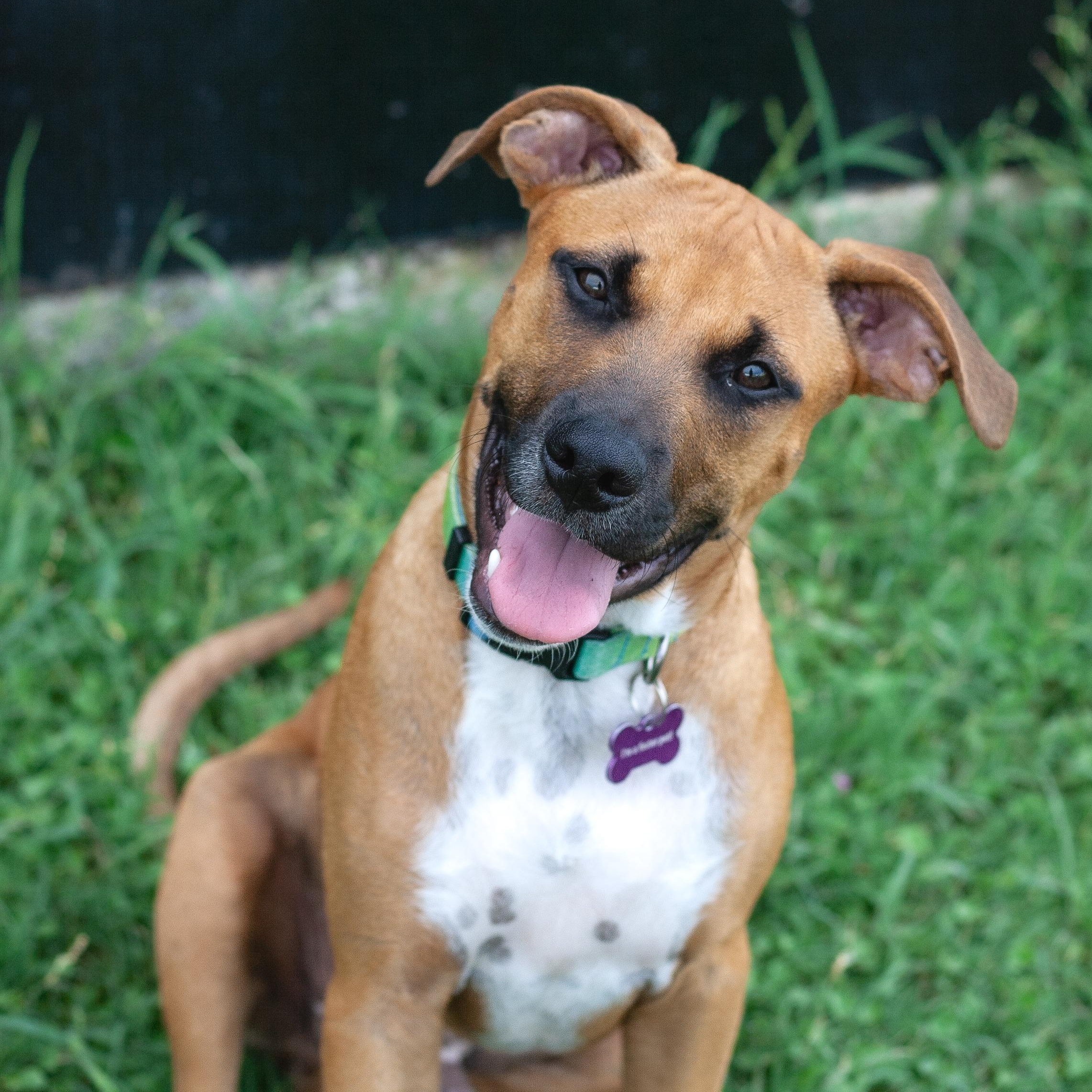 Hickory, ADOPTABLE, Puppy Male Black Mouth Cur.