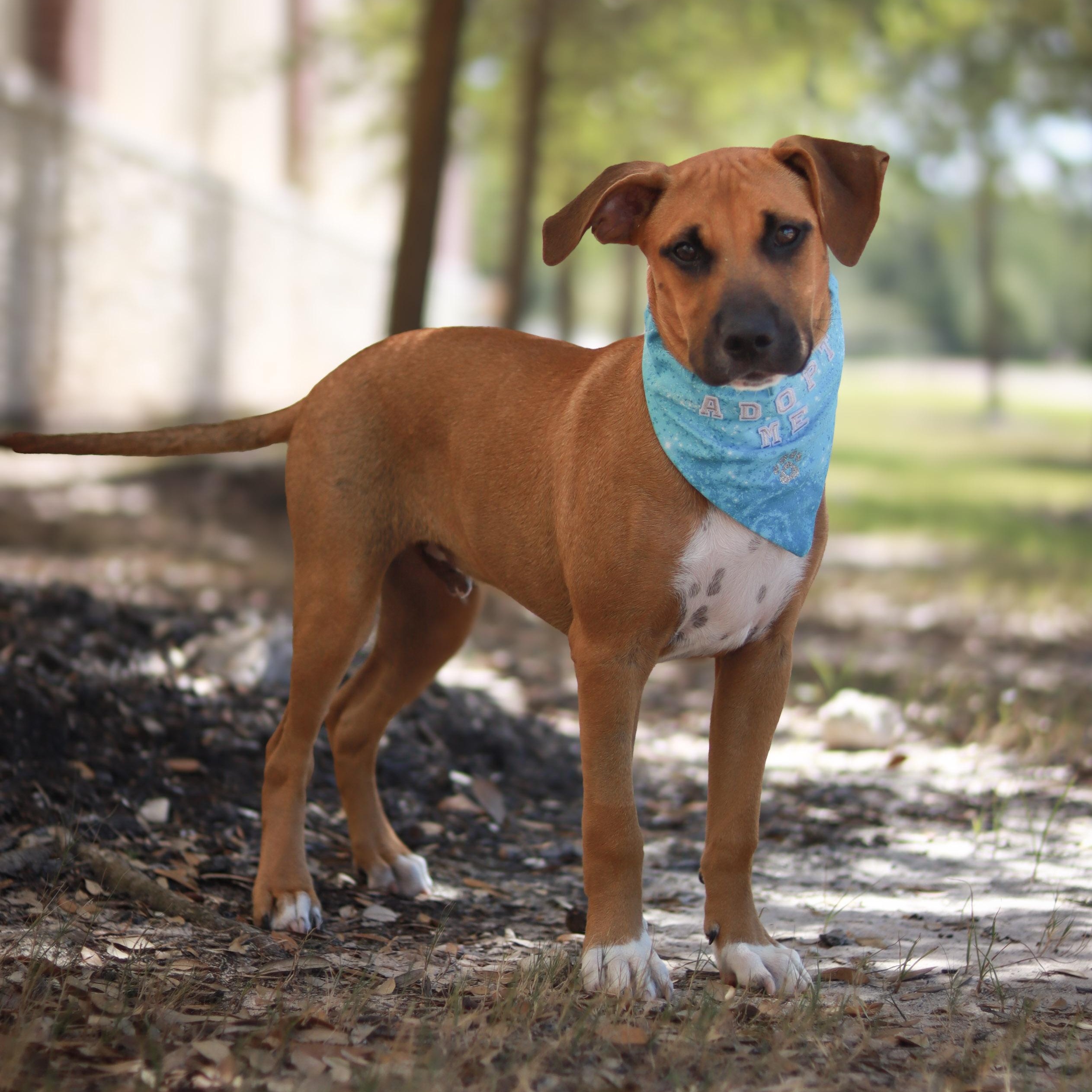Hickory, a ADOPTABLE mixed breed in Bryan, TX image 6/6
