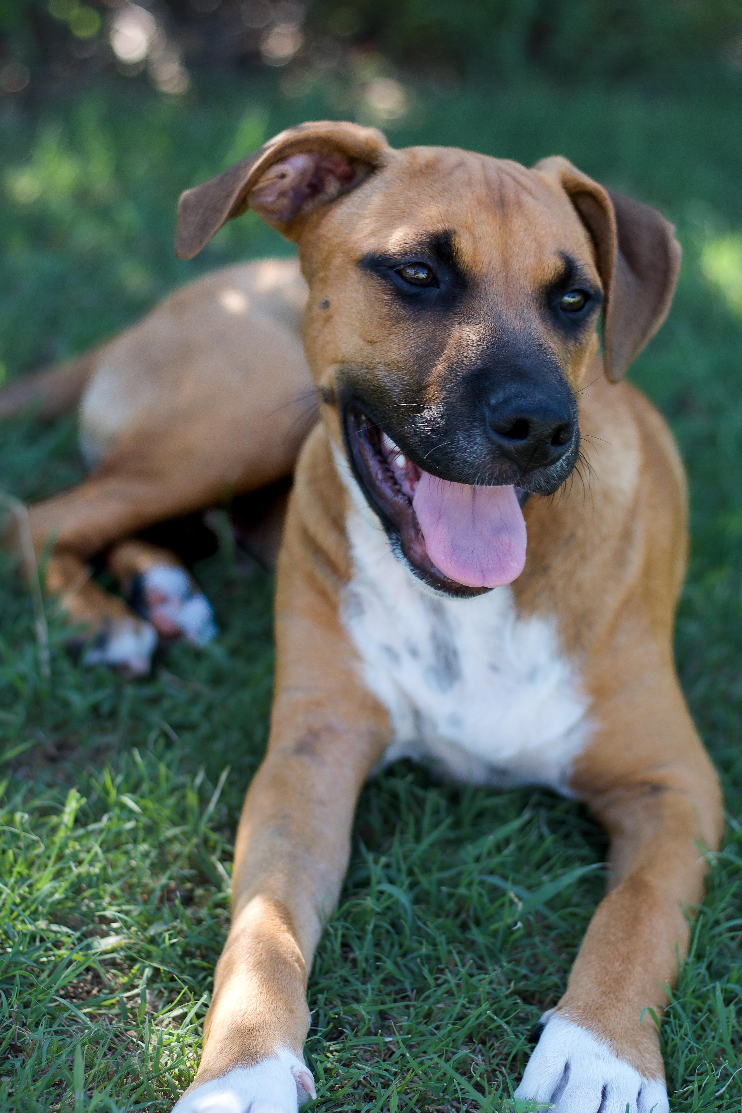 Hickory, a ADOPTABLE mixed breed in Bryan, TX image 3/6