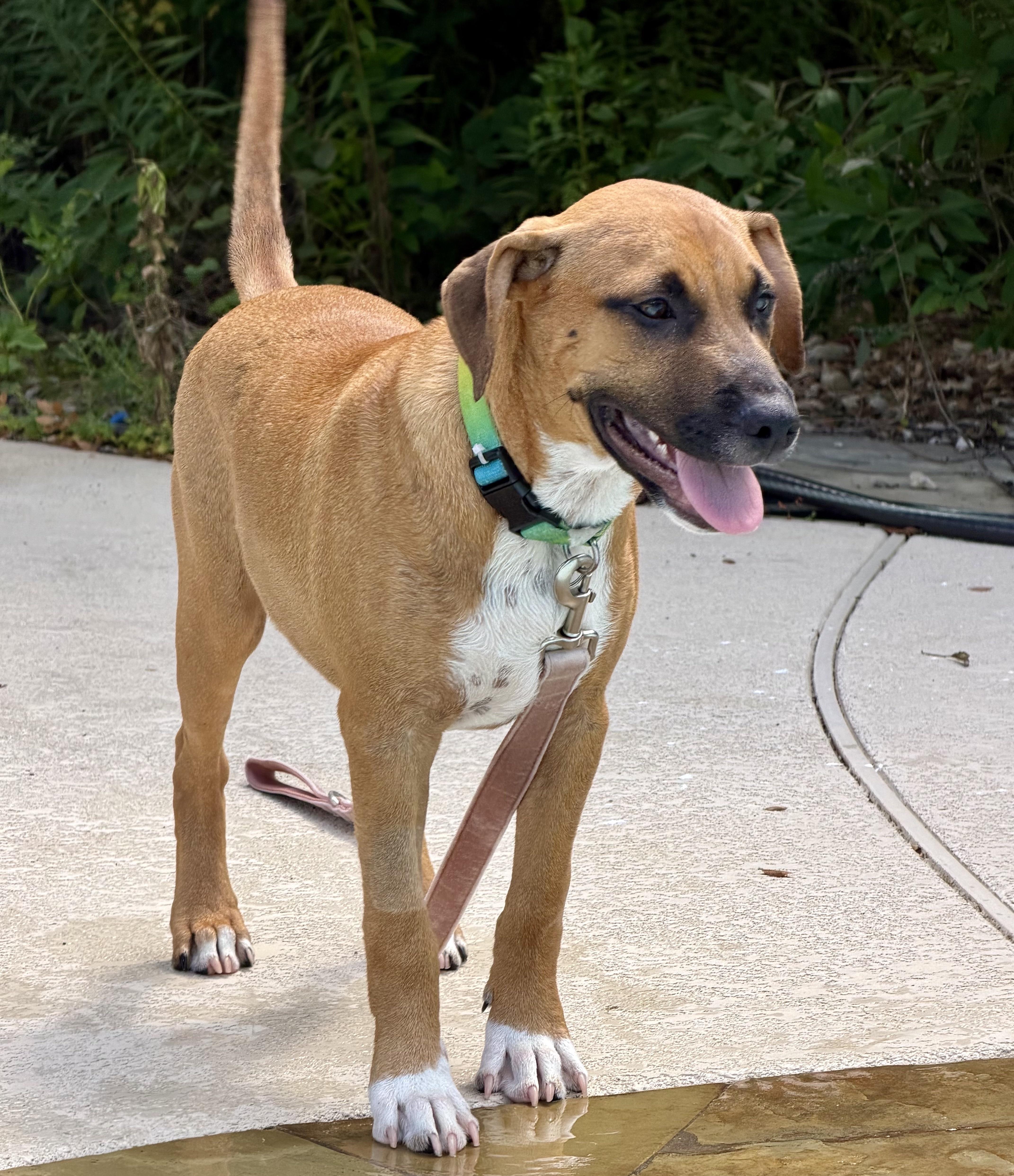 Hickory, ADOPTABLE, Puppy Male Boxer.