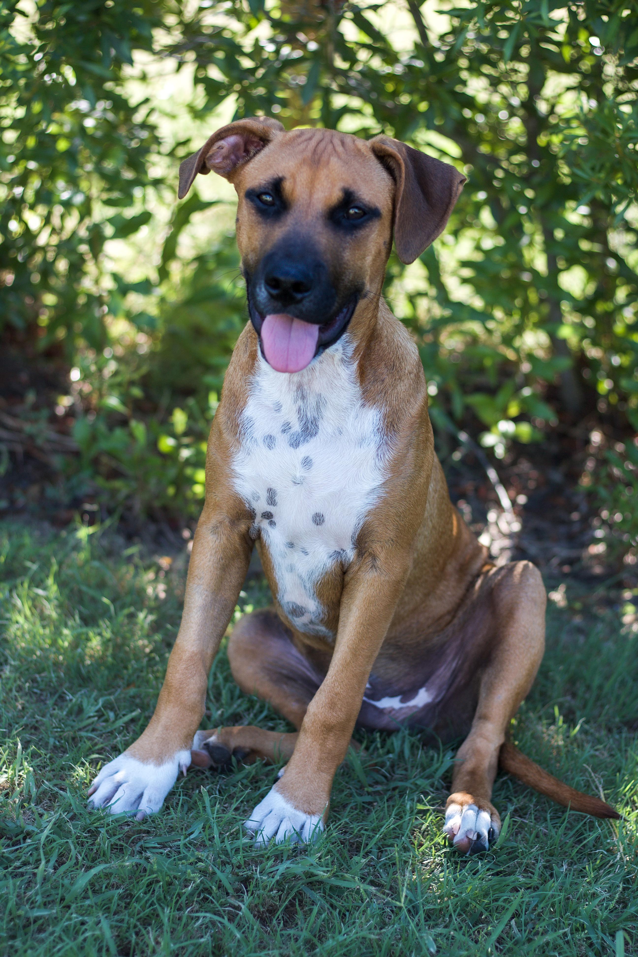 Hickory, a ADOPTABLE mixed breed in Bryan, TX image 5/6