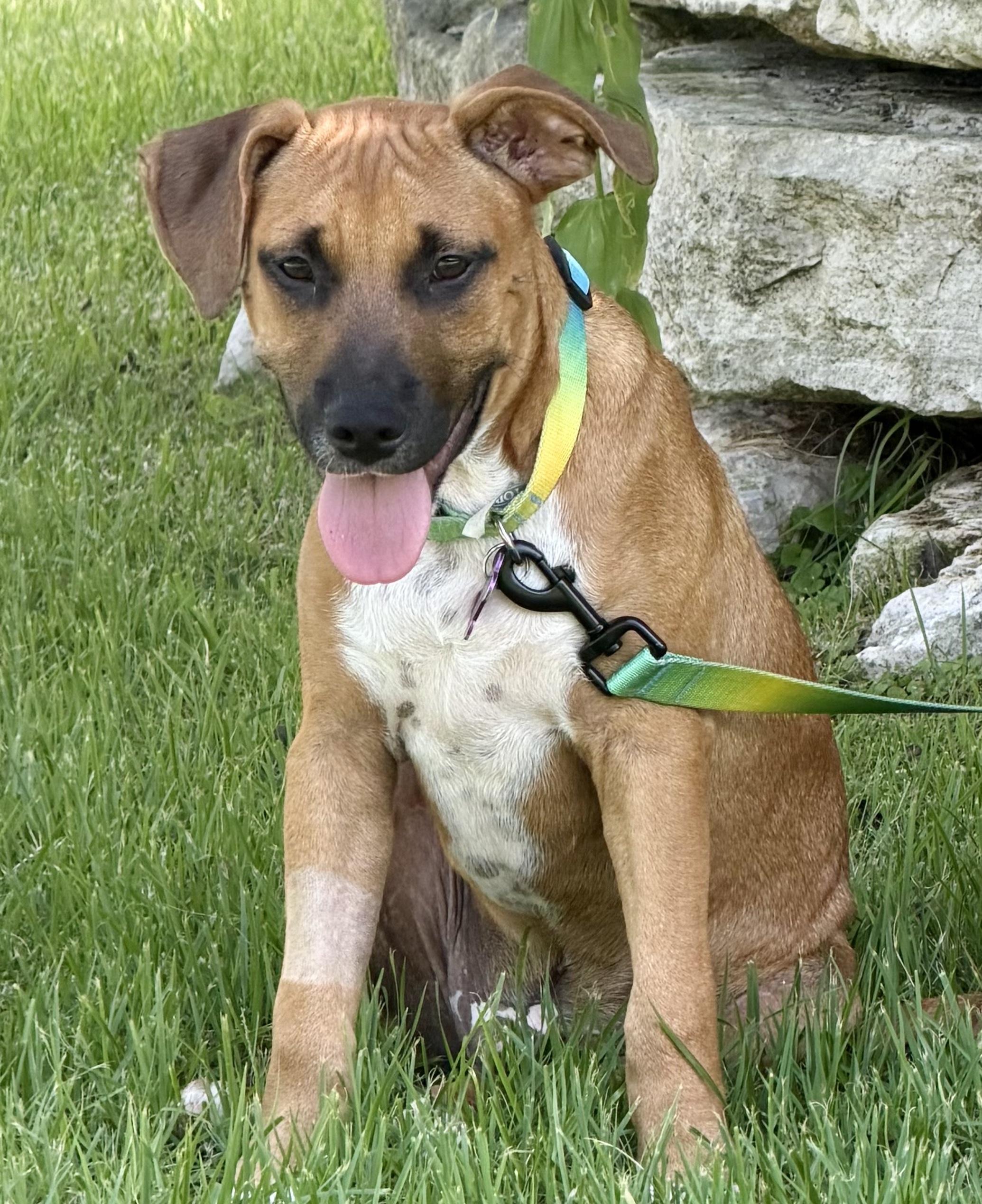 Enlarge Hickory, a ADOPTABLE mixed breed in Bryan, TX image 3/3