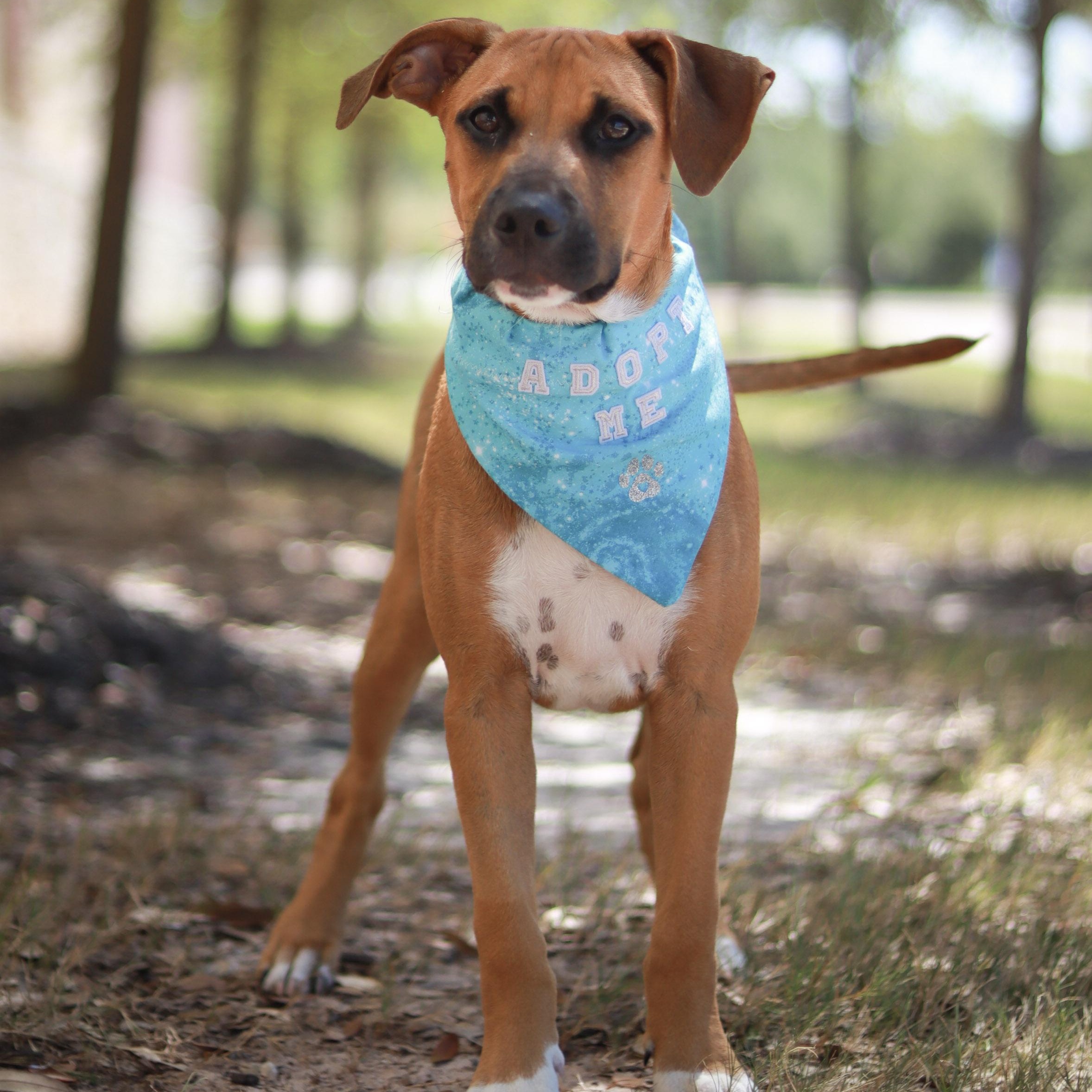 Hickory, a ADOPTABLE mixed breed in Bryan, TX image 2/6