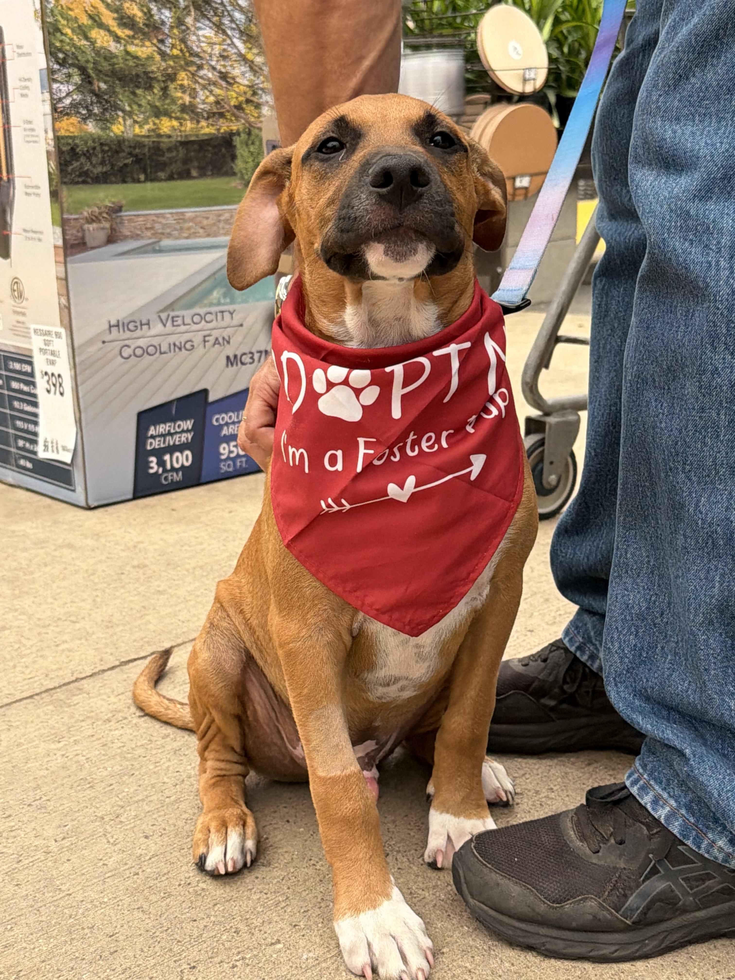 Enlarge Hickory, a ADOPTABLE mixed breed in Bryan, TX image 2/3
