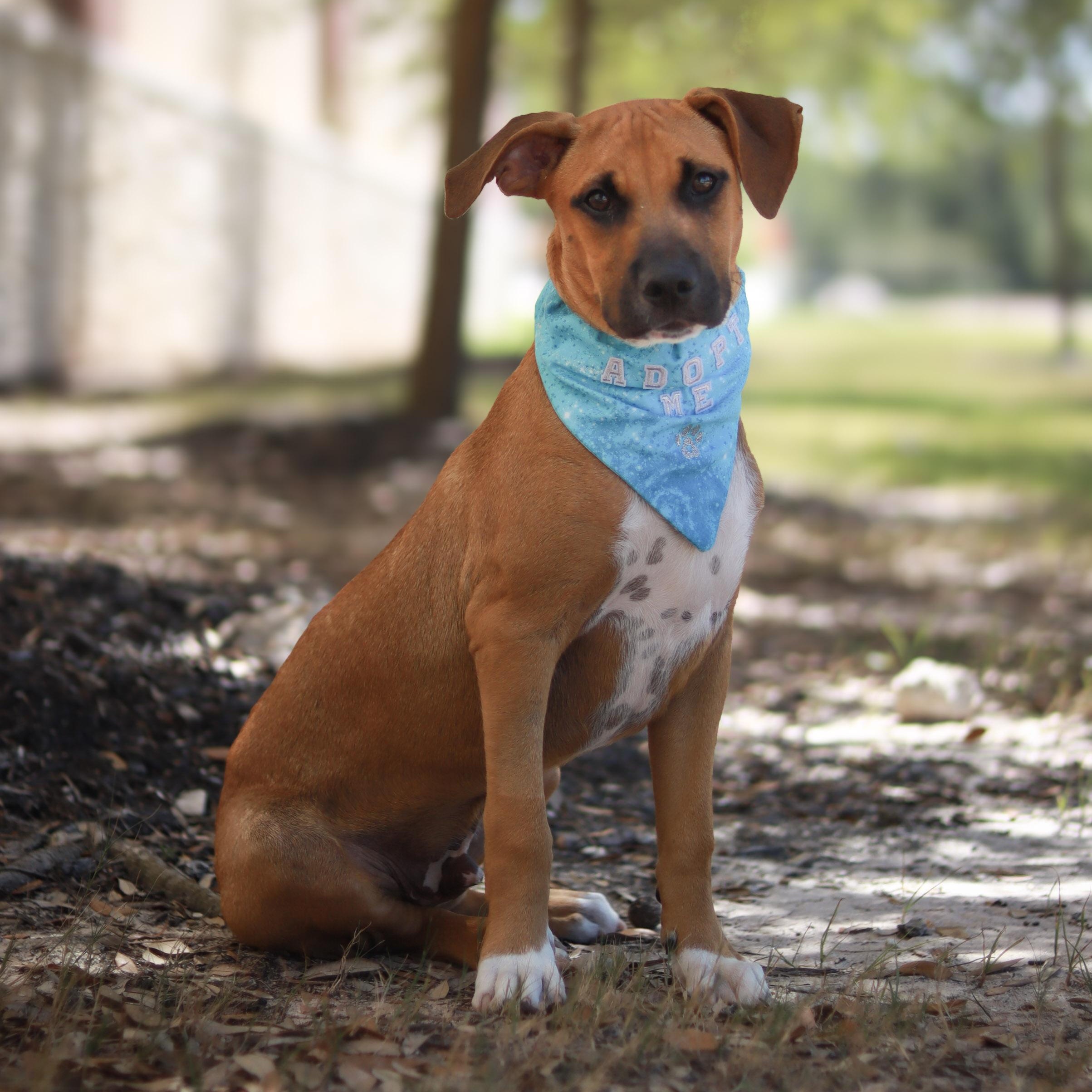 Hickory, a ADOPTABLE mixed breed in Bryan, TX image 4/6