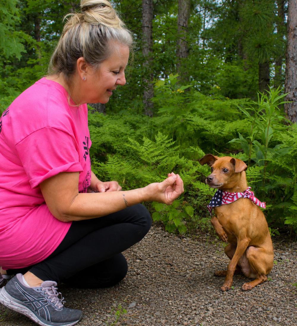 Jay, a ADOPTABLE Miniature Pinscher in Cheboygan, MI image 4/6