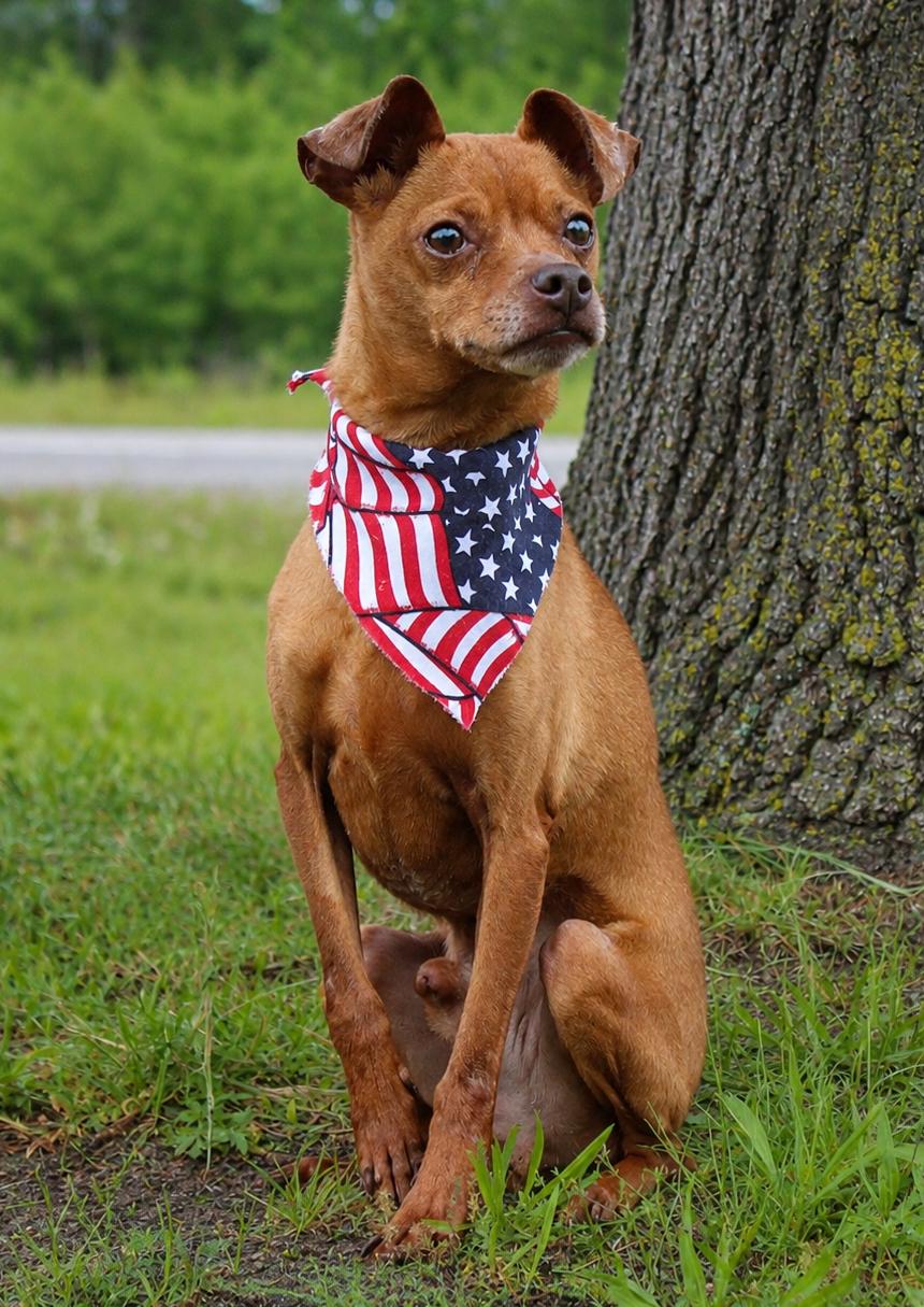 Jay, a ADOPTABLE Miniature Pinscher in Cheboygan, MI image 6/6