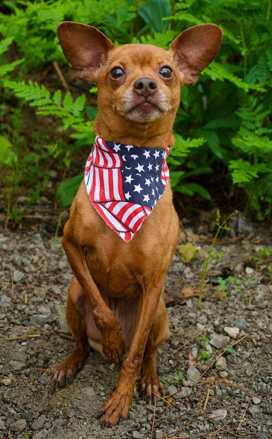 Jay, a ADOPTABLE Miniature Pinscher in Cheboygan, MI image 3/6