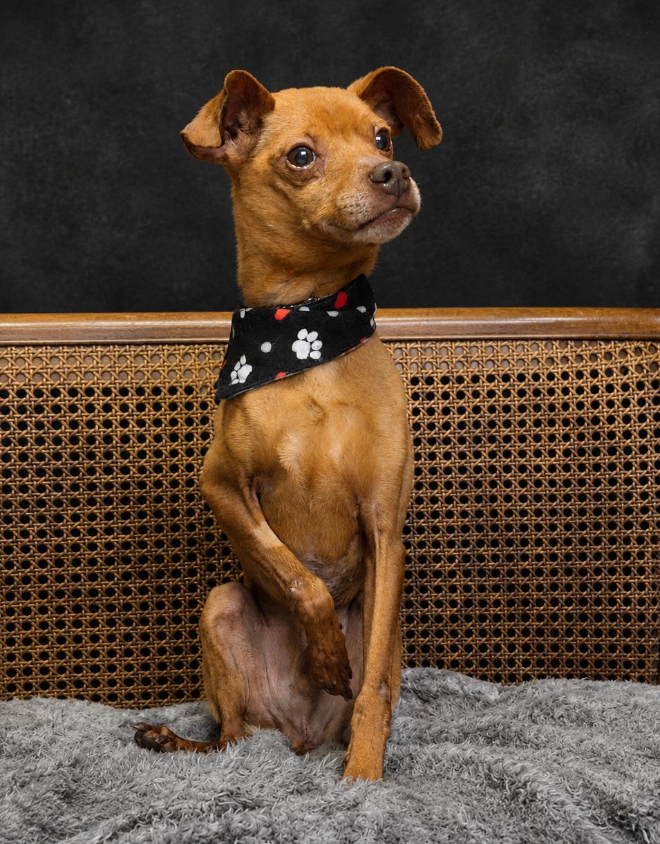 Jay, a ADOPTABLE Miniature Pinscher in Cheboygan, MI image 1/6