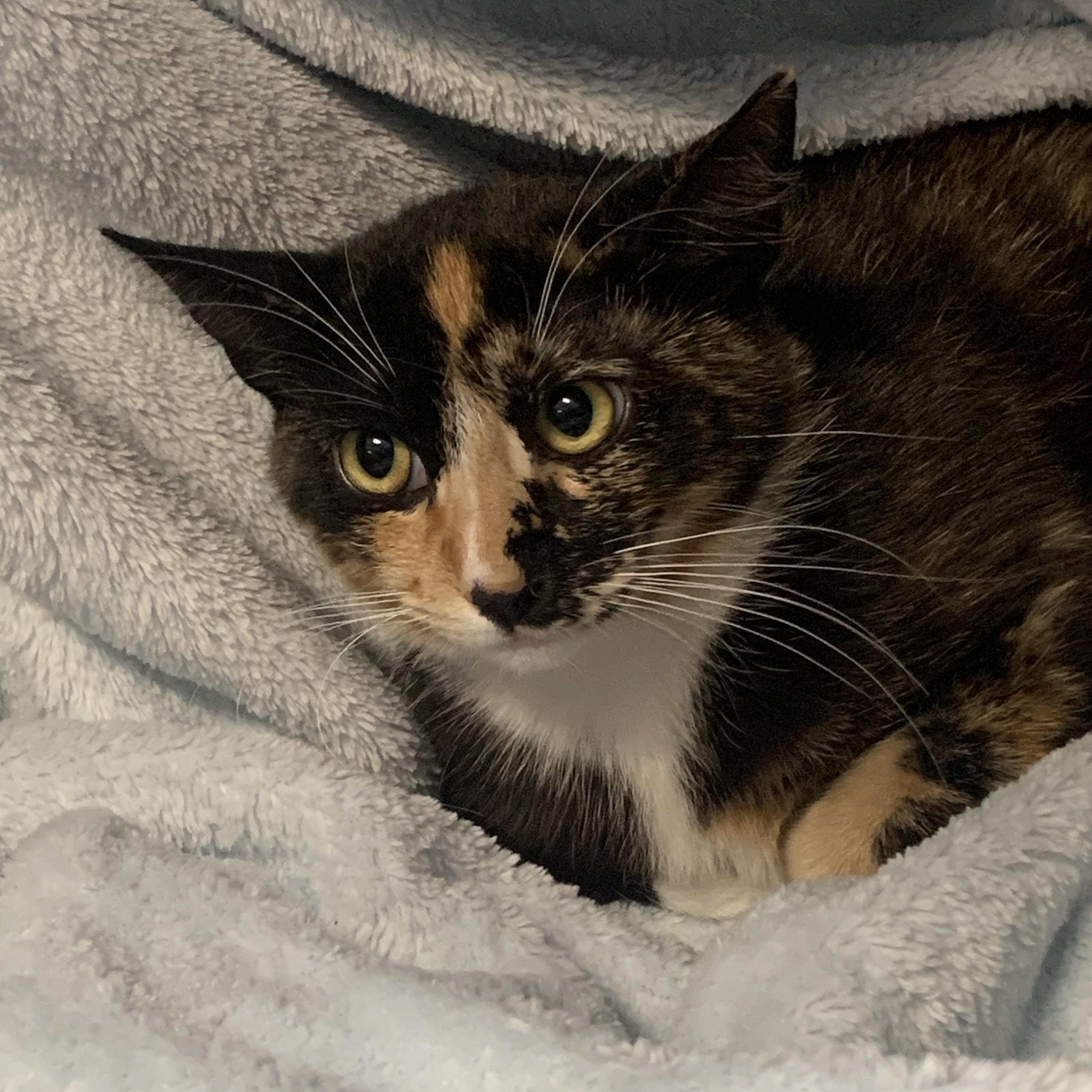 Enlarge Peaches, a Adoptable Domestic Short Hair in Brooklyn, NY image 2/2