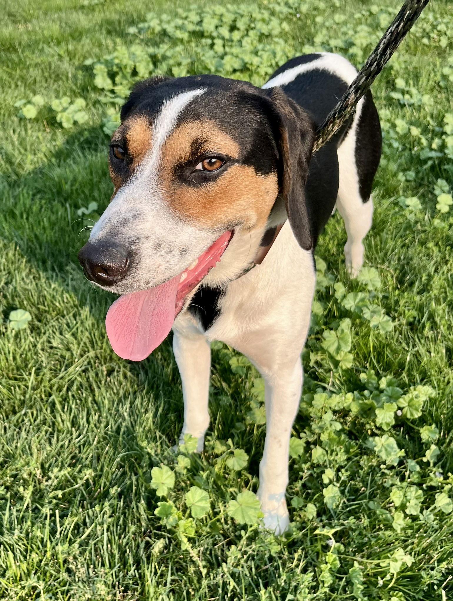 Enlarge Maggie, a Adopted Mixed Breed in Emmett, ID image 2/3