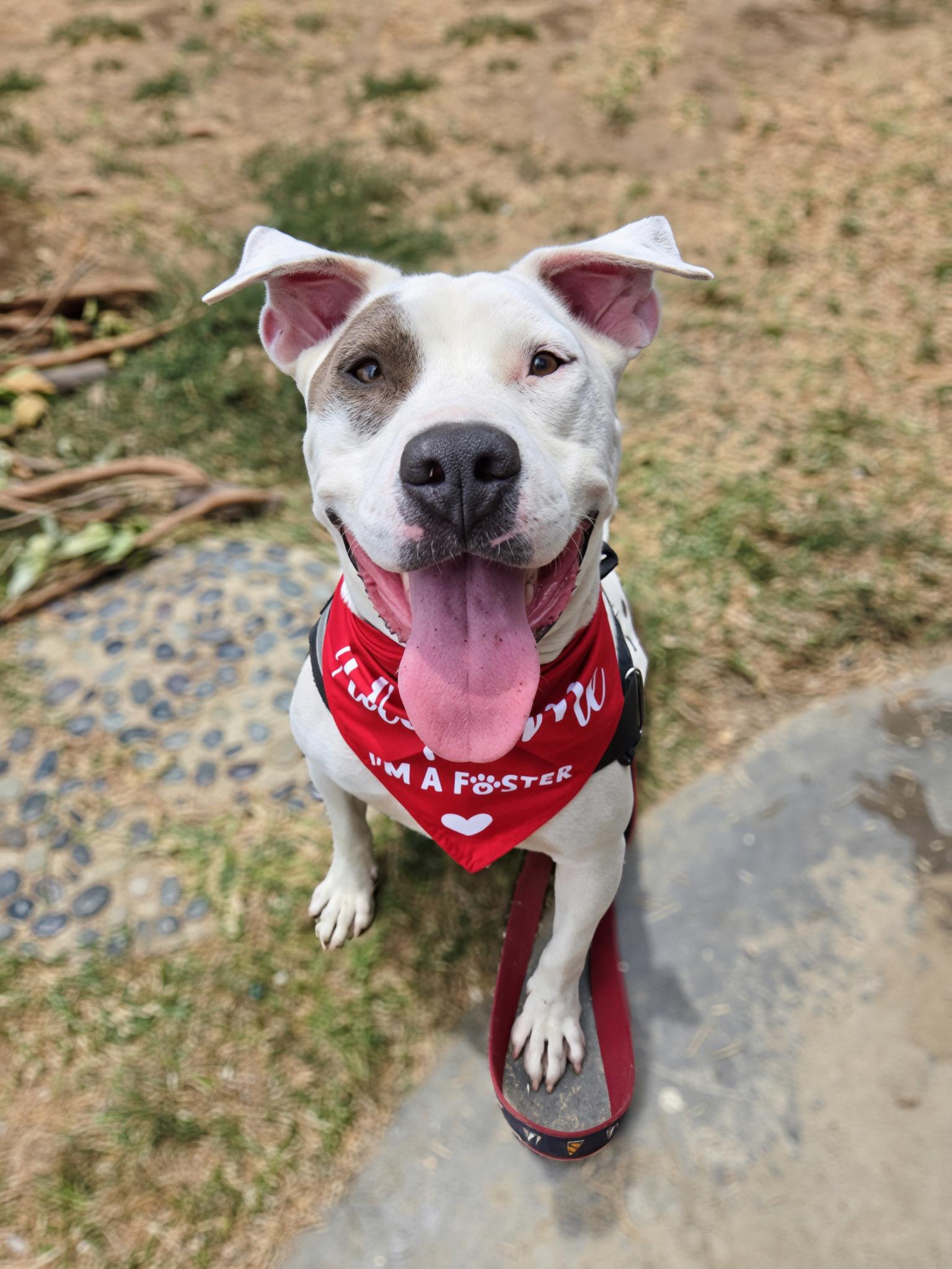 Ocean, Adoptable, Young Male Pit Bull Terrier.