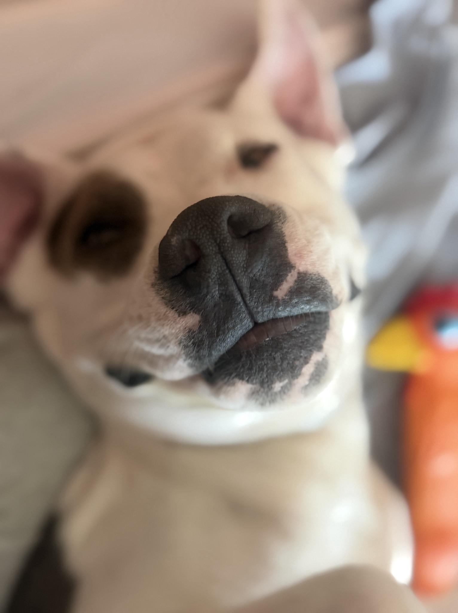 Enlarge Ocean, a Adoptable Pit Bull Terrier in Los Angeles , CA image 6/6