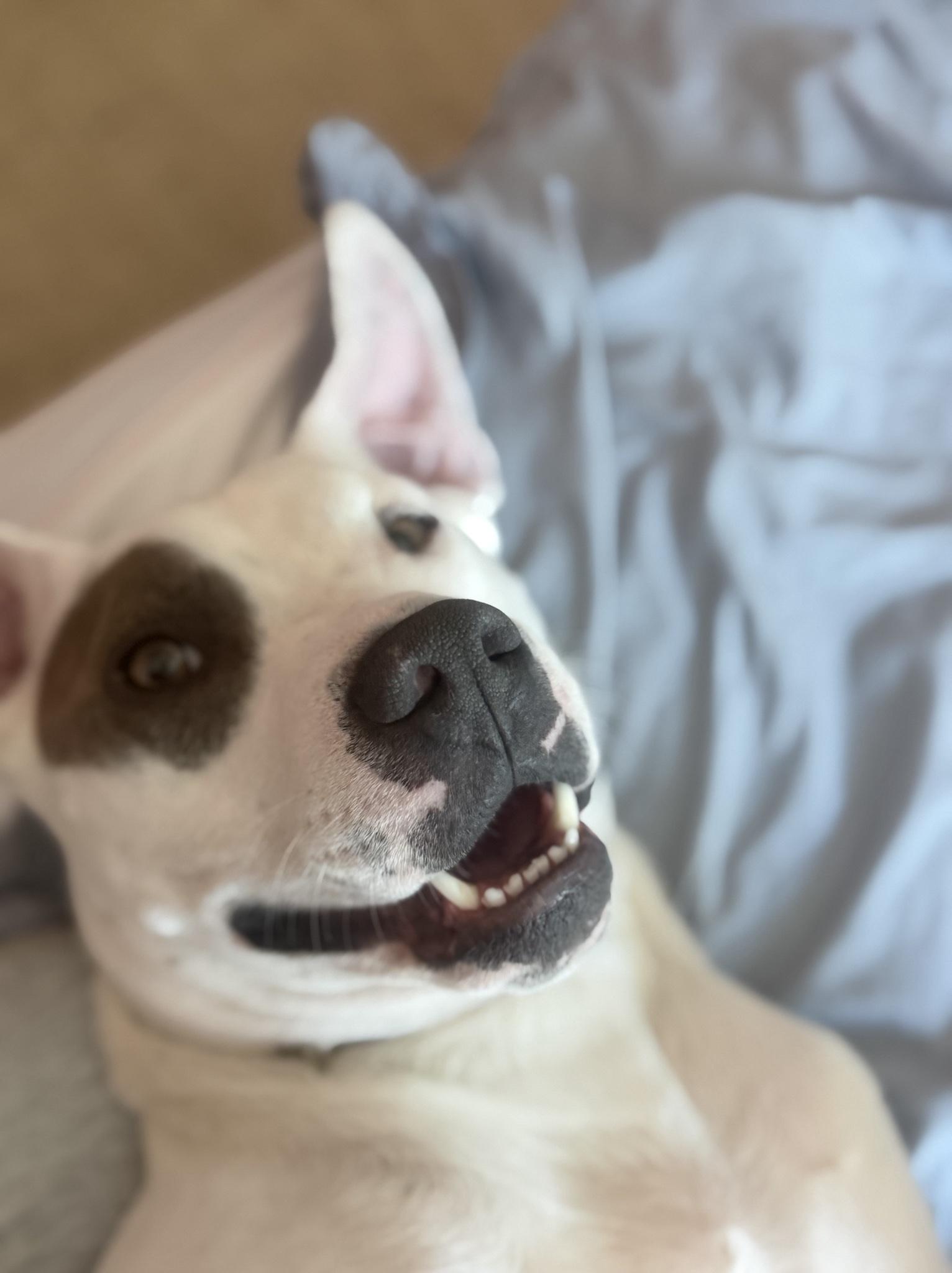 Enlarge Ocean, a Adoptable Pit Bull Terrier in Los Angeles , CA image 5/6