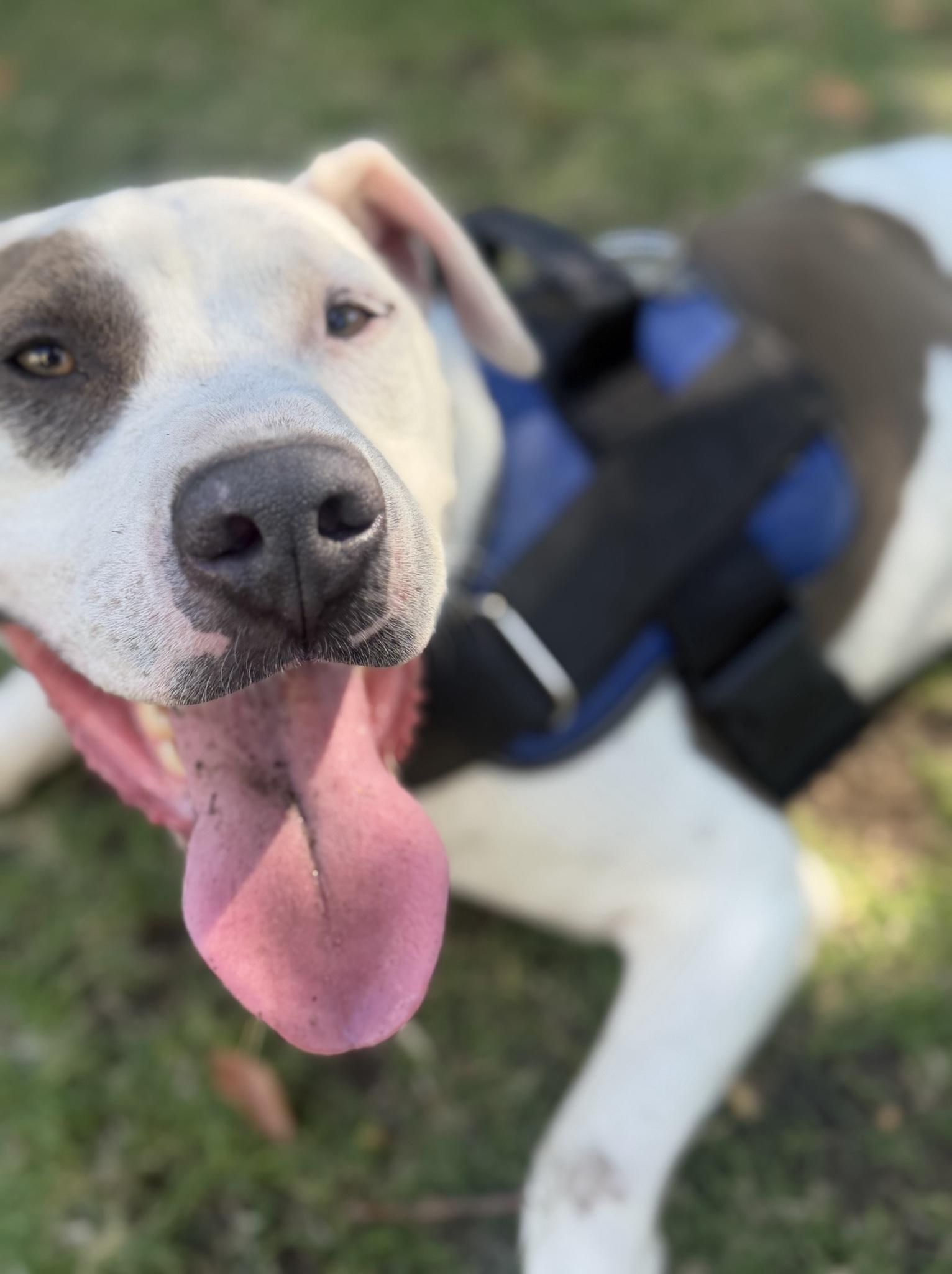 Enlarge Ocean, a Adoptable Pit Bull Terrier in Los Angeles , CA image 3/6