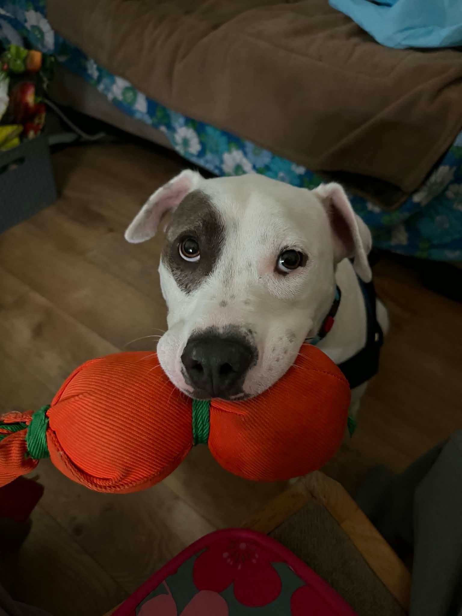 Enlarge Ocean, a Adoptable Pit Bull Terrier in Los Angeles , CA image 4/6