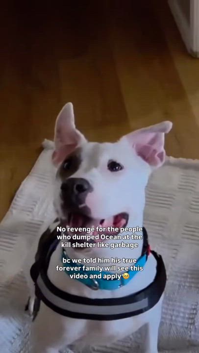 Enlarge Ocean, a Adoptable Pit Bull Terrier in Los Angeles , CA video 2/6