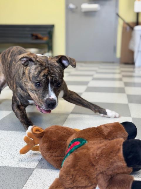 Enlarge Tigeress, a ADOPTABLE mixed breed in Benton Harbor, MI image 5/6