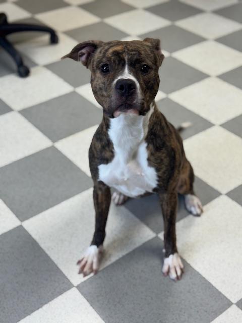 Enlarge Tigeress, a ADOPTABLE mixed breed in Benton Harbor, MI image 2/6