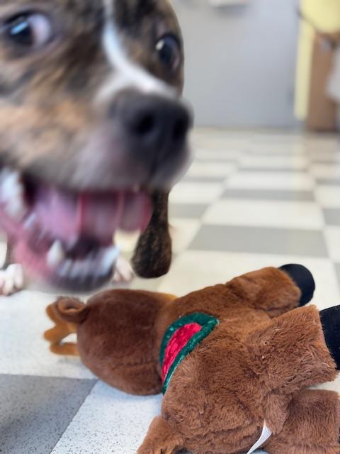 Enlarge Tigeress, a ADOPTABLE mixed breed in Benton Harbor, MI image 6/6