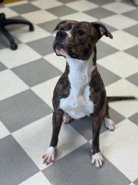 Enlarge Tigeress, a ADOPTABLE mixed breed in Benton Harbor, MI image 3/6