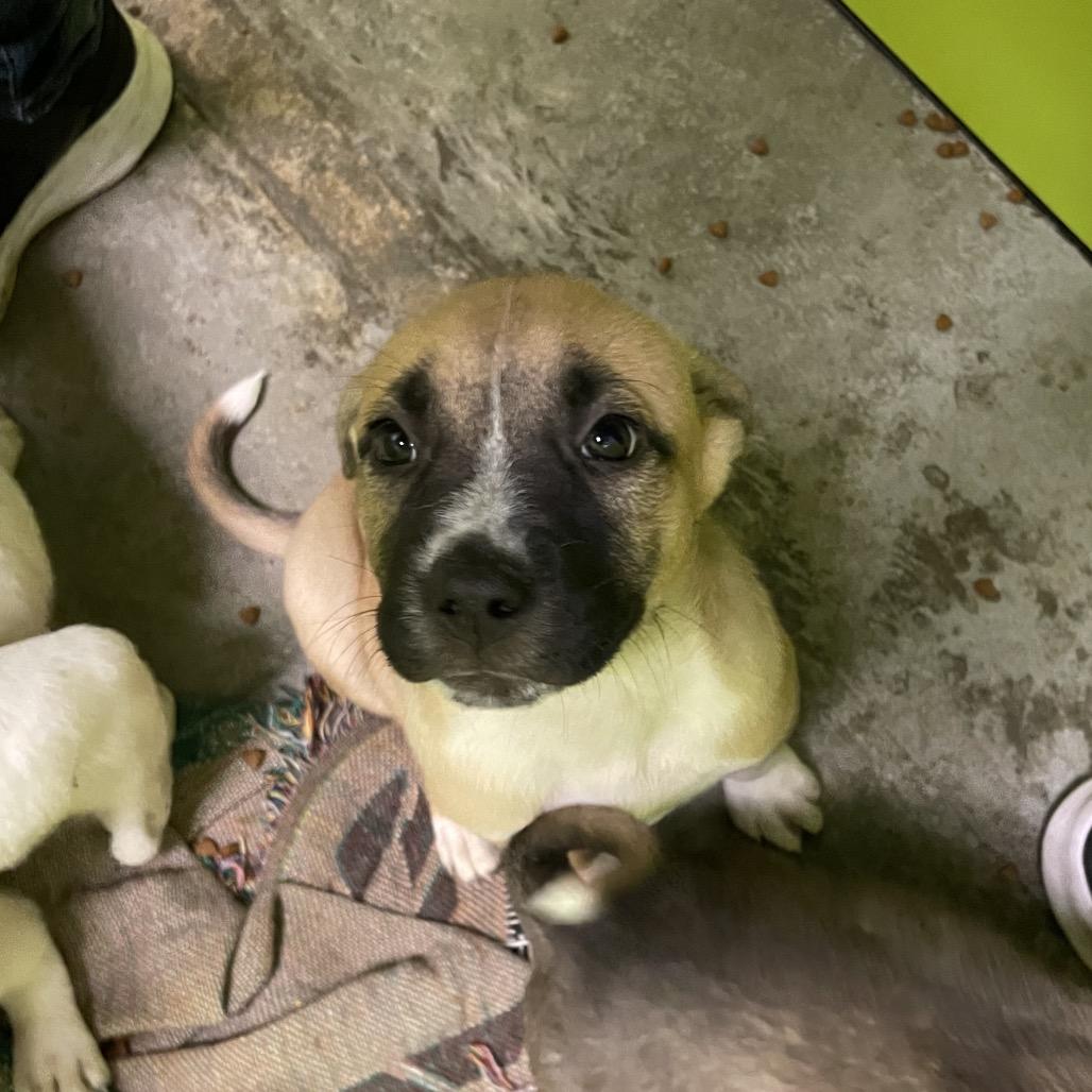 Enlarge Bugs, a Adoptable Mixed Breed in Spokane, WA image 1/1