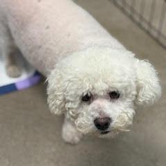 Enlarge Boo Boo--Lovely Senior Lady comes with Vet Care Support for Life!, an adopted Bichon Frise in Green Valley, AZ image 2/2