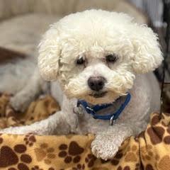 Enlarge Boo Boo--Lovely Senior Lady comes with Vet Care Support for Life!, an adopted Bichon Frise in Green Valley, AZ image 1/2