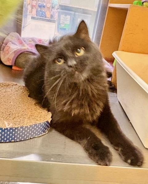 Mocha, a Adoptable Domestic Medium Hair in Ashland, VA image 2/4