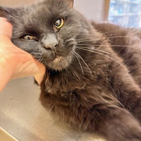 Mocha, a Adoptable Domestic Medium Hair in Ashland, VA image 4/4