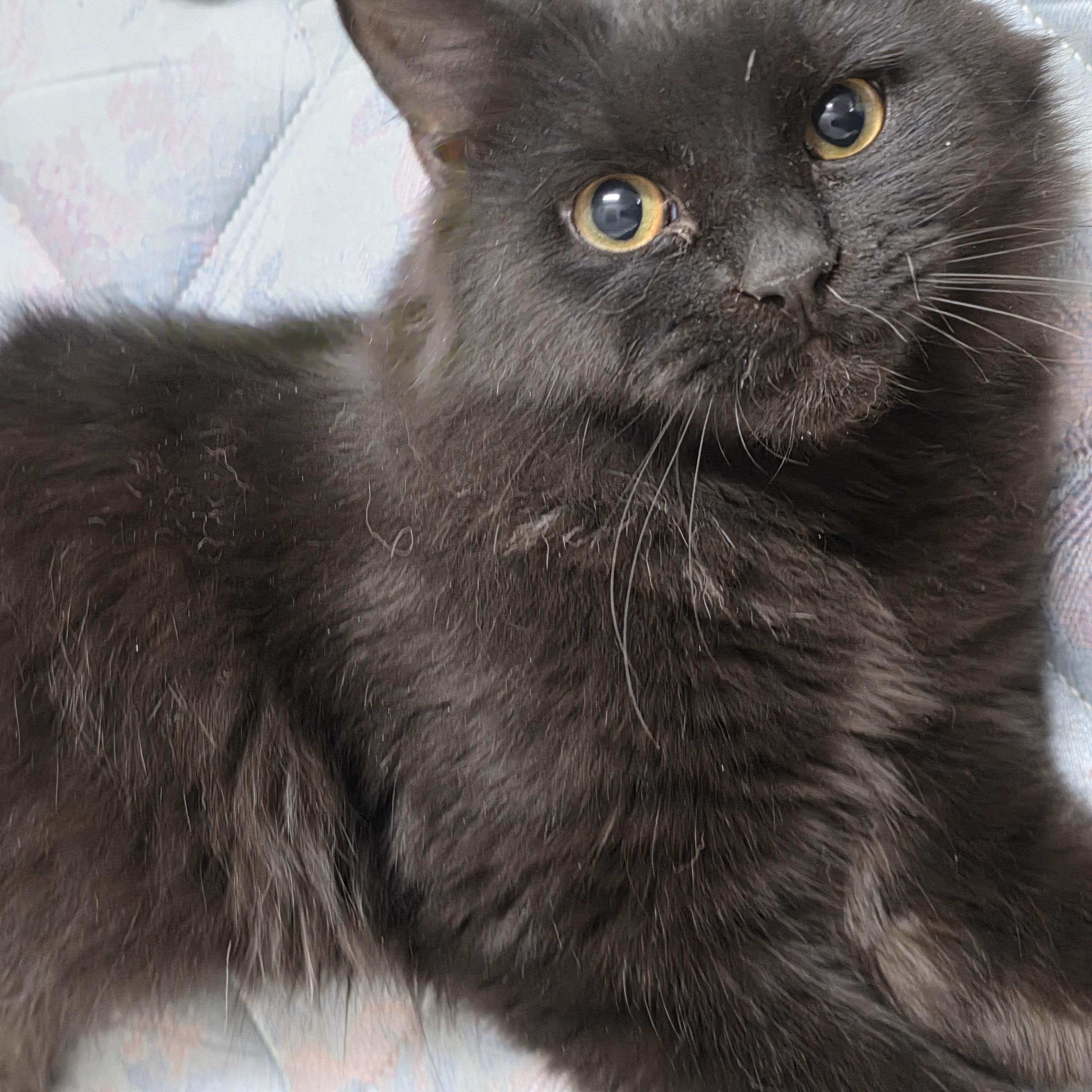 Mocha, Adoptable, Young Male Domestic Medium Hair.