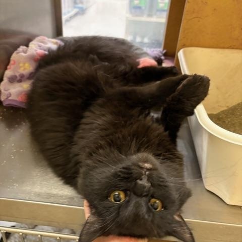 Mocha, a Adoptable Domestic Medium Hair in Ashland, VA image 3/4