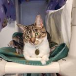 Ruby, adopted, Adult Female Domestic Short Hair.