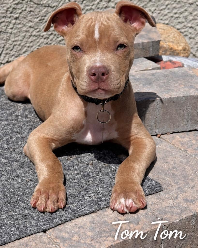 Enlarge Tom Tom, a Adoptable mixed breed in Reno, NV image 2/6