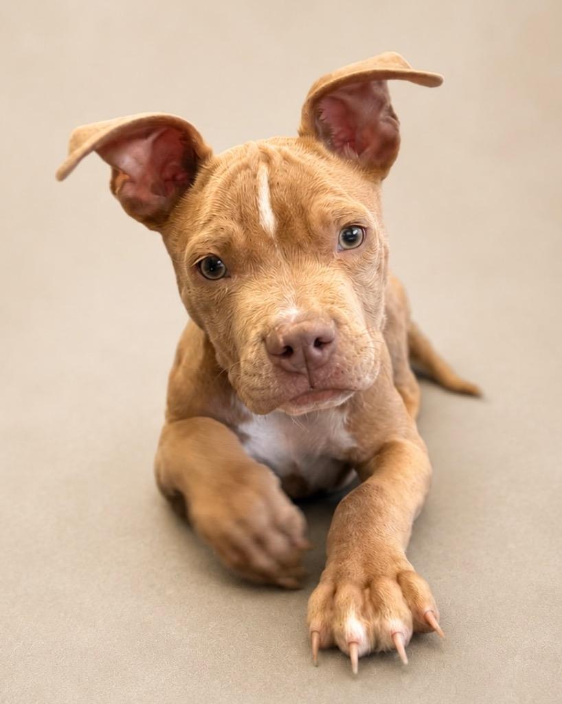 Tom Tom, a Adoptable mixed breed in Reno, NV image 2/6
