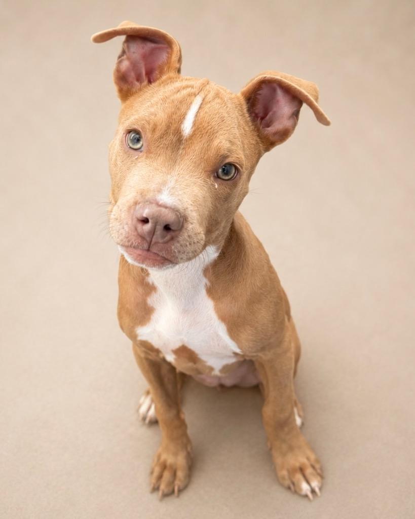 Enlarge Tom Tom, a Adoptable mixed breed in Reno, NV image 2/6