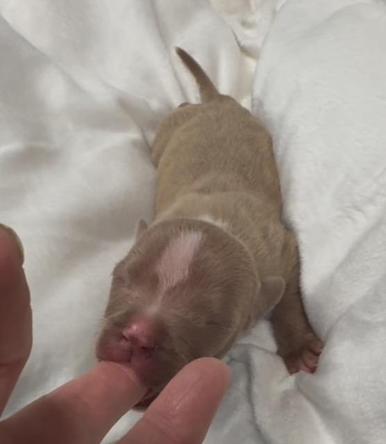 Enlarge Tom Tom, a Adoptable mixed breed in Reno, NV image 3/6