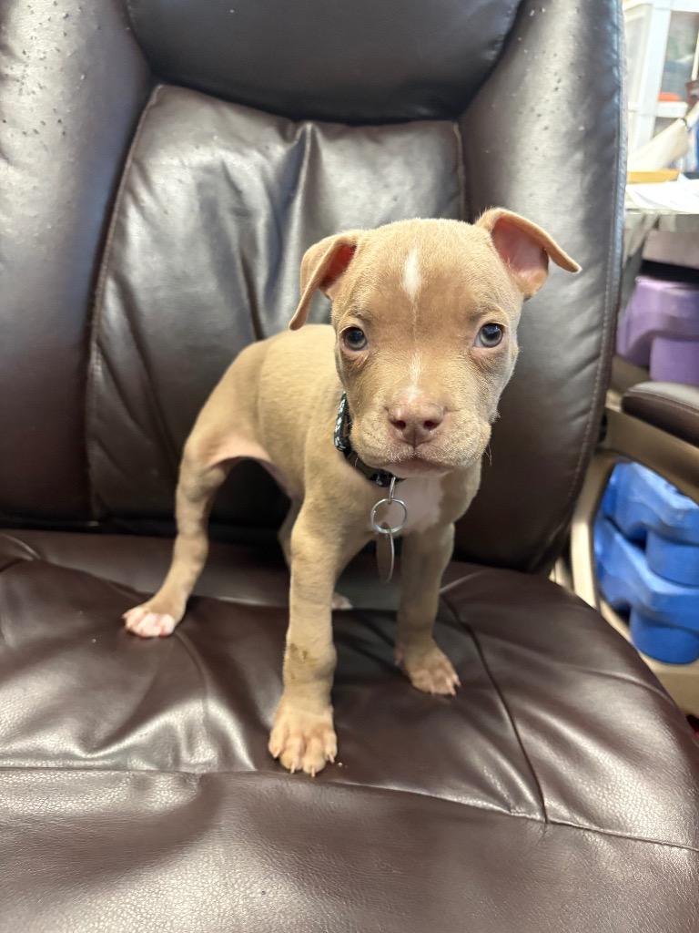 Enlarge Tom Tom, a Adoptable mixed breed in Reno, NV image 5/6