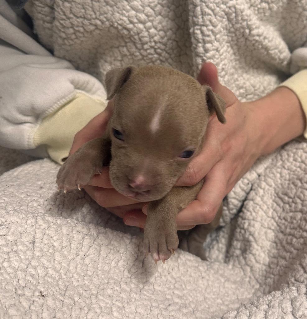 Enlarge Tom Tom, a Adoptable mixed breed in Reno, NV image 6/6