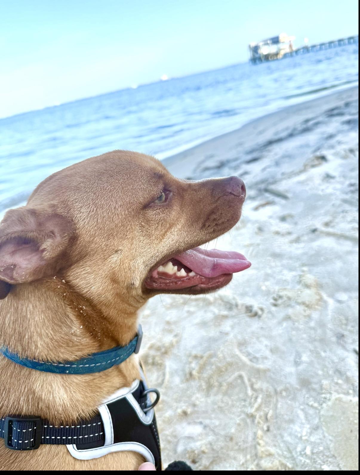 Enlarge Winston, a Adoptable Mixed Breed in Shalimar, FL image 1/3