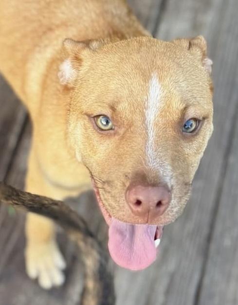 Enlarge Winston, a Adoptable Mixed Breed in Shalimar, FL image 2/3