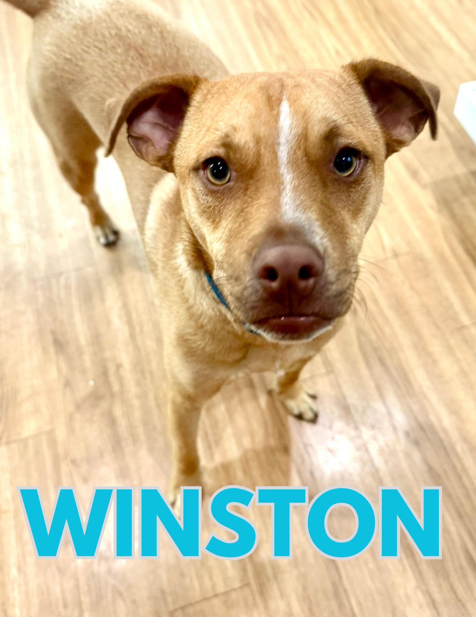 Enlarge Winston, a Adoptable Mixed Breed in Shalimar, FL image 3/3