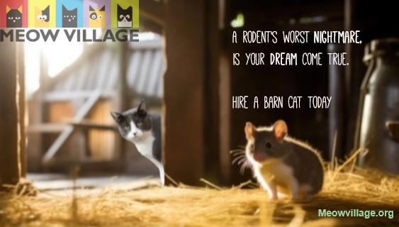Barn Cats photo 1