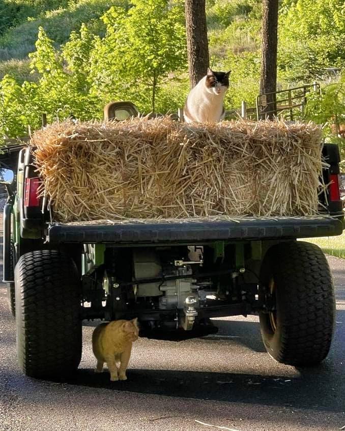 Barn Cats photo 3