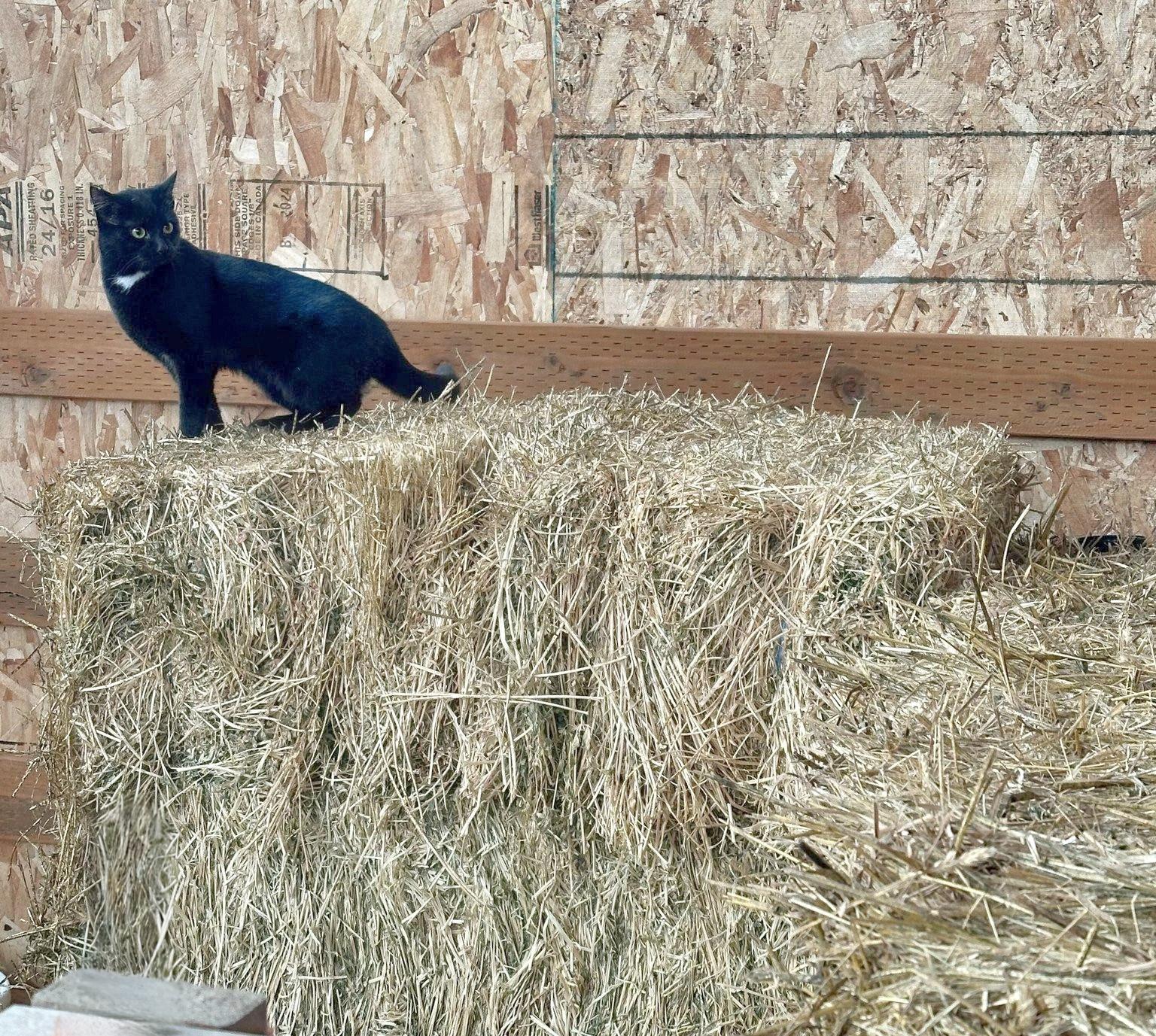 Barn Cats photo 6