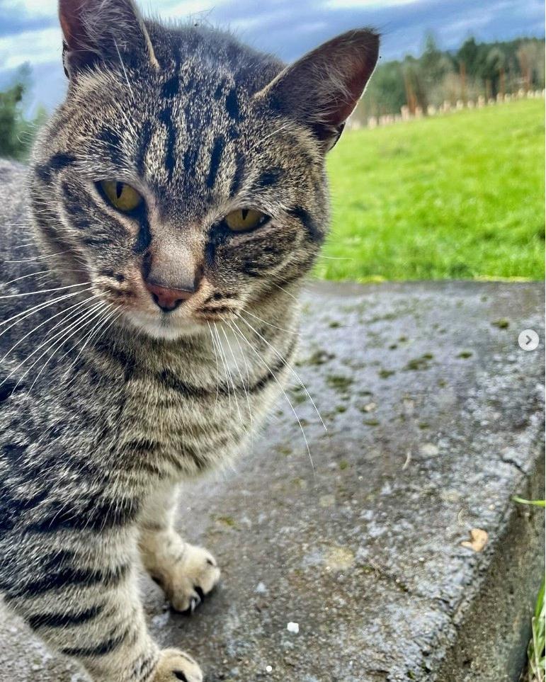 Barn Cats photo 5