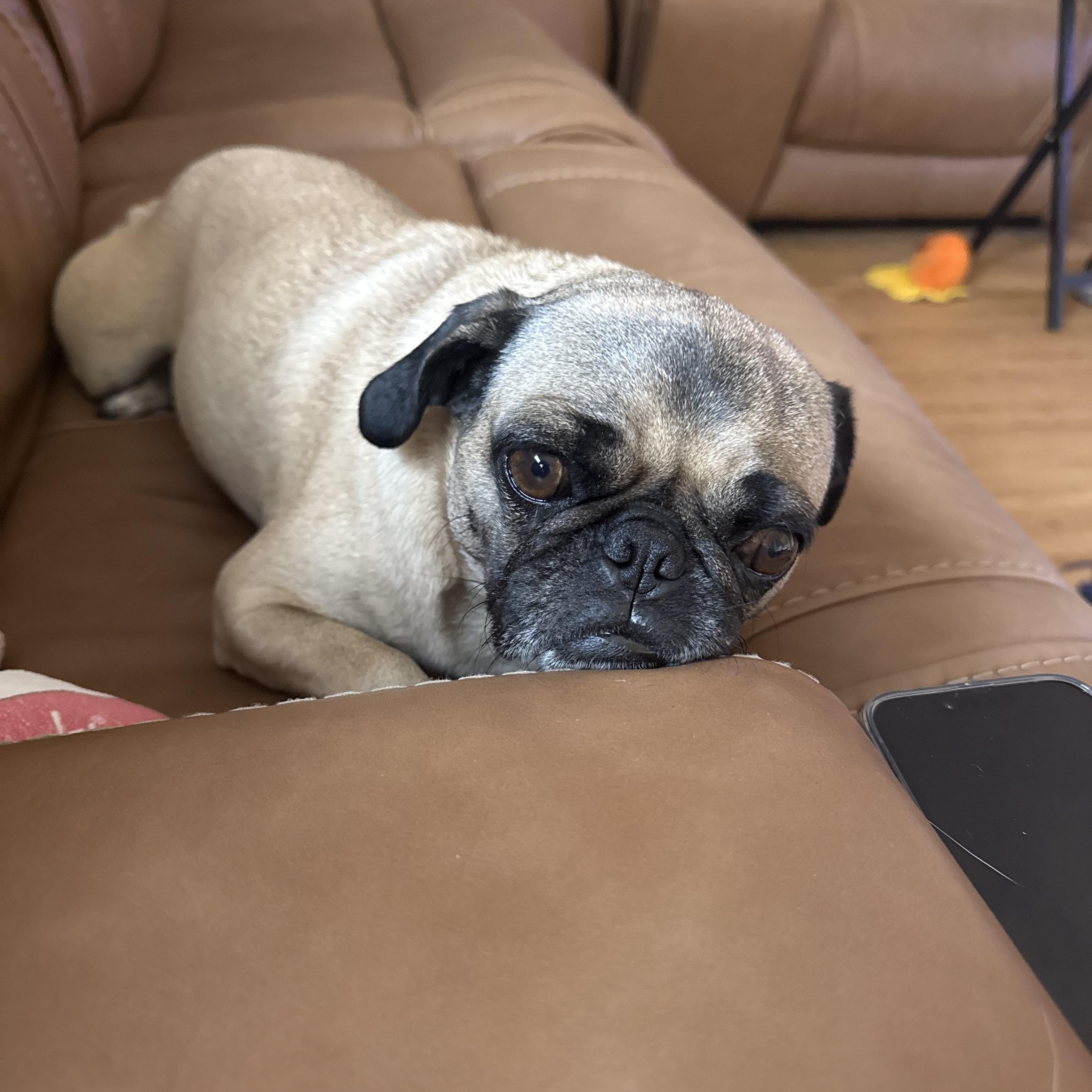 Enlarge Coco, a Adopted Pug in Fresno, CA image 1/4