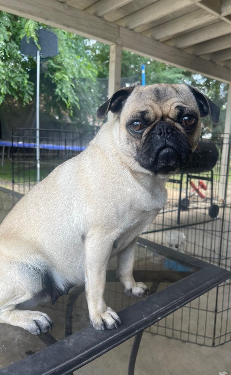 Enlarge Coco, a Adopted Pug in Fresno, CA image 2/4