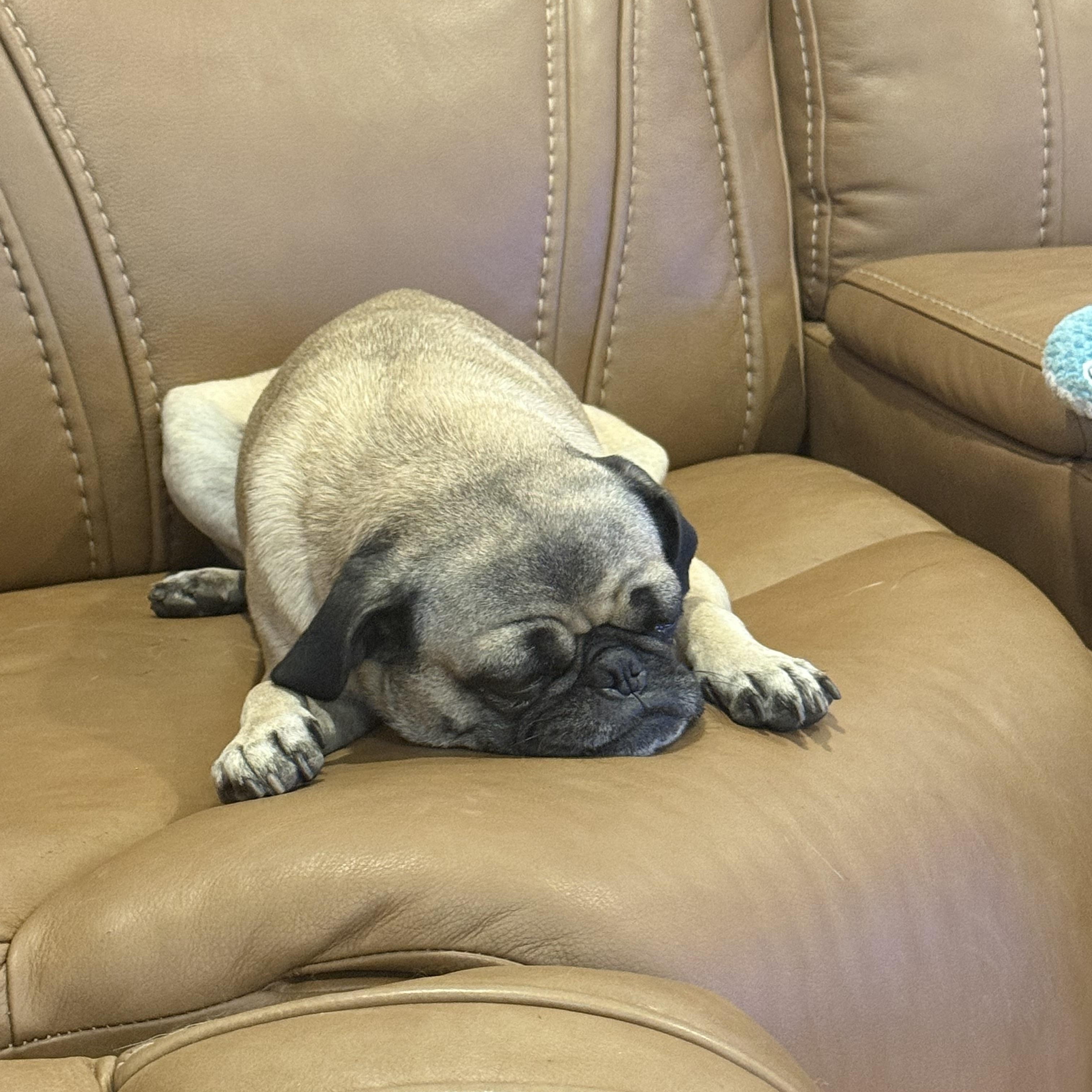 Enlarge Coco, a Adopted Pug in Fresno, CA image 3/4