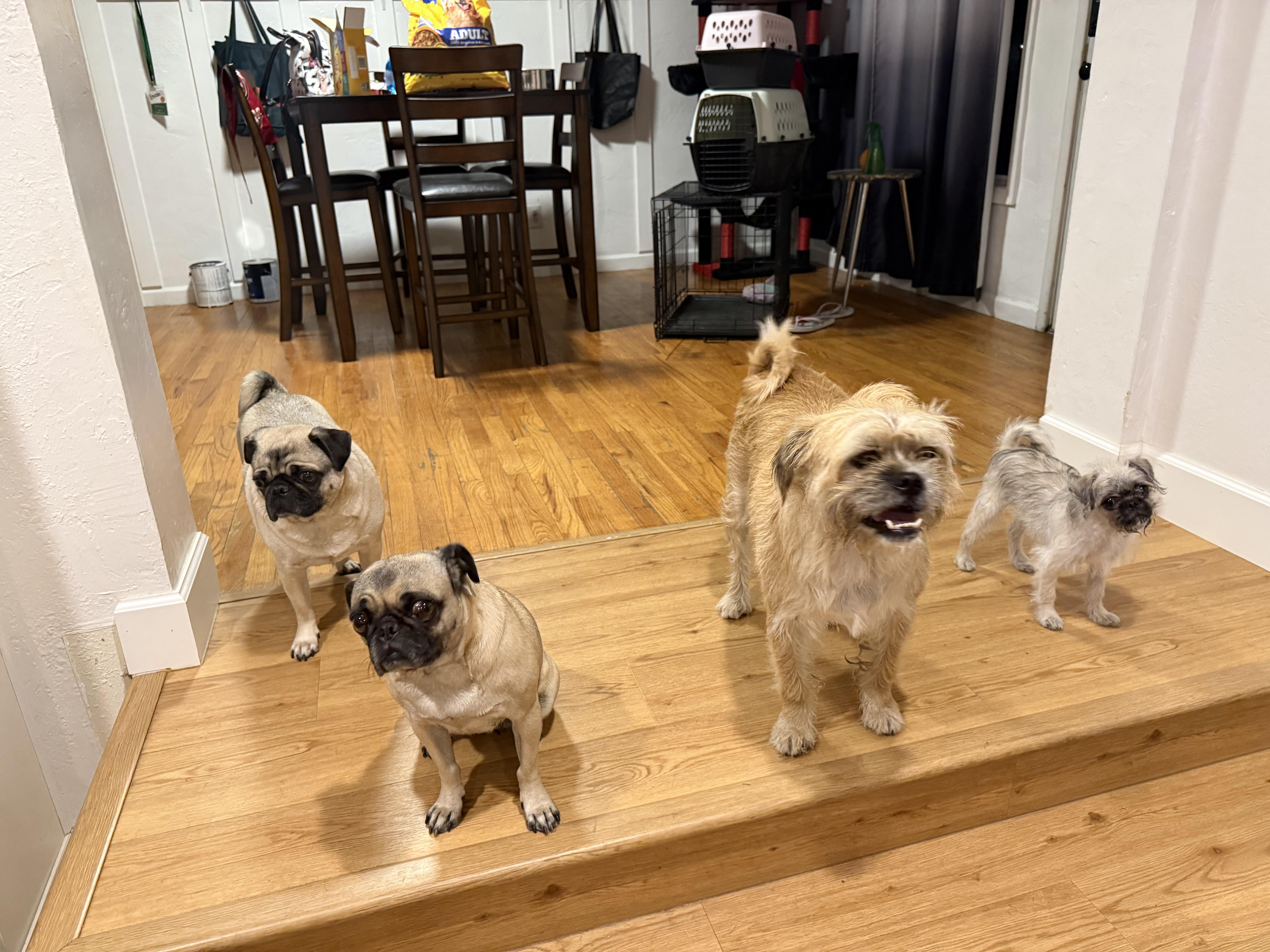 Enlarge Coco, a Adopted Pug in Fresno, CA image 4/4